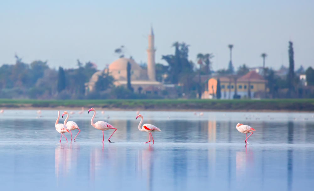 Jezioro Larnaka Cypr