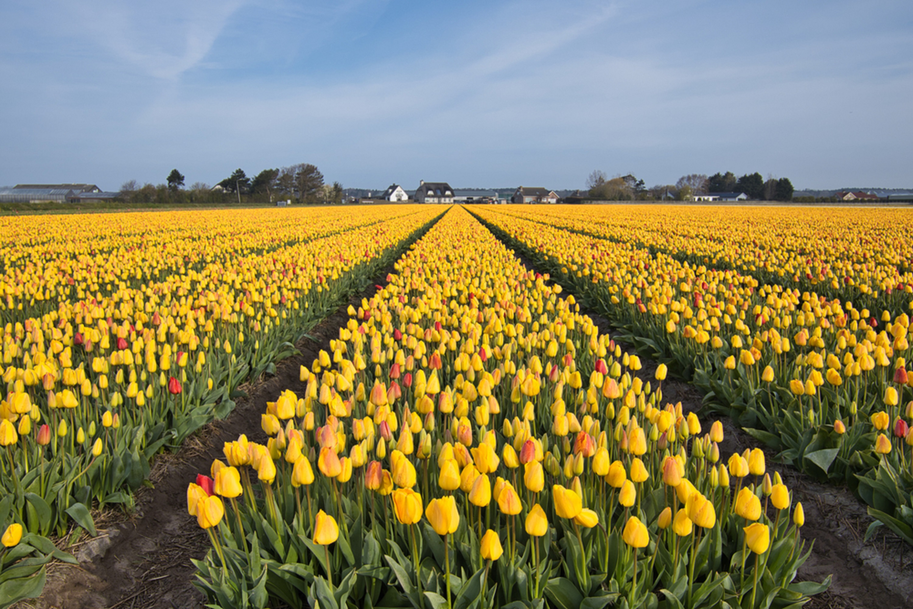 bollenstreek