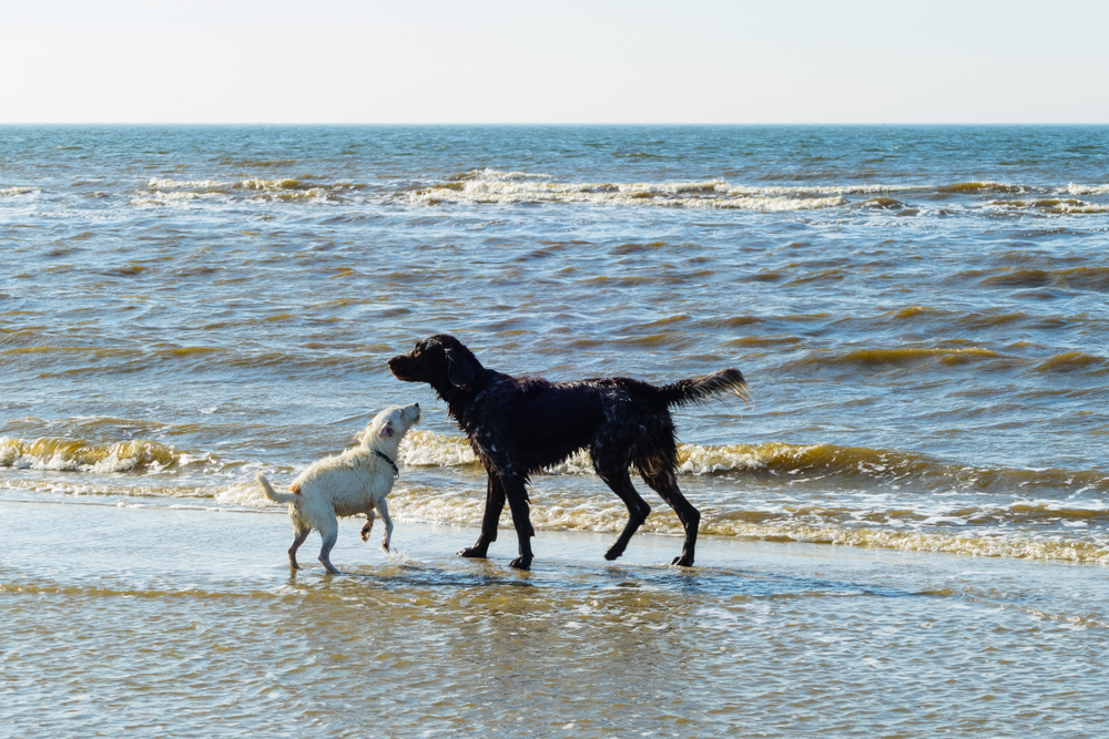 Plaża St. Peter-Ording Niemcy